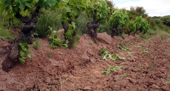 Suelo de las viñas