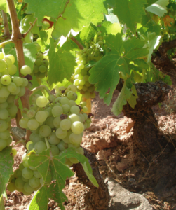 Viñedo-02