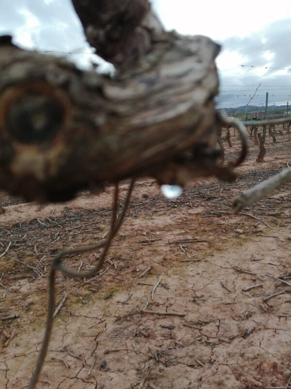 lágrimas de la viña