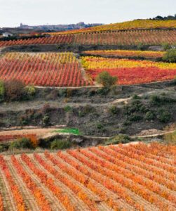 Viñedos bodegas horola