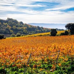 viñedos-la-rioja-visitar